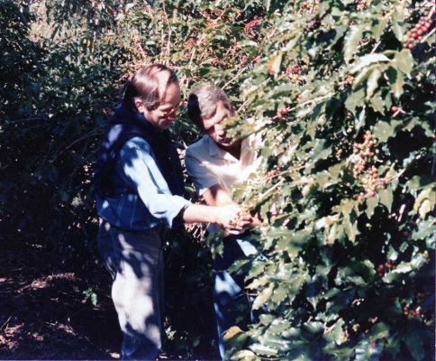 Piante di caffè in Brasile