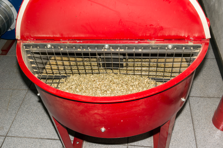 Chicchi di caffè crudi